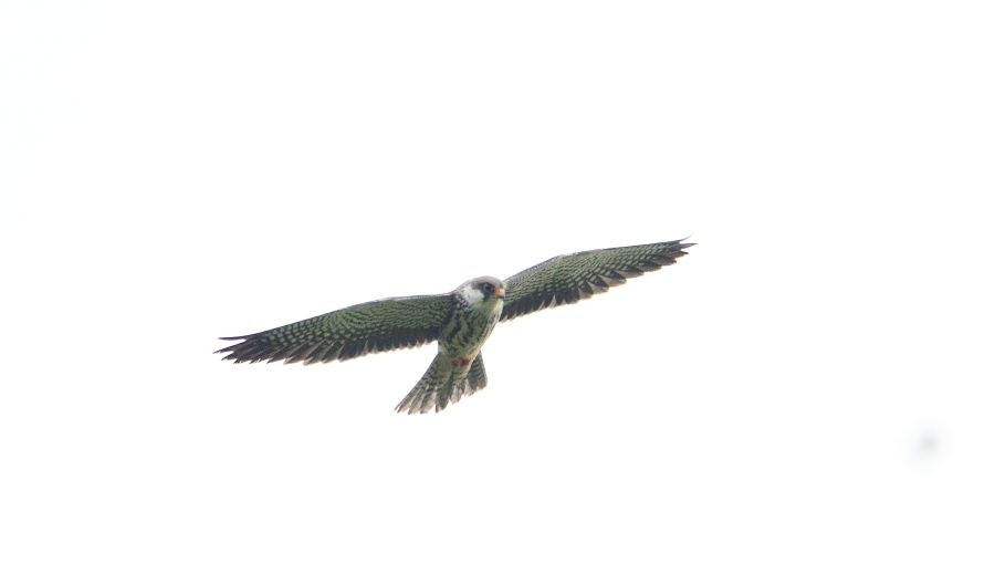 An Amur Falcon in flight in Pangti Village under Wokha district. (Morung File Photo)